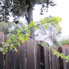 Vines growing in great profusion